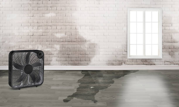 Best Water damage cleanup near me  in Volo, IL